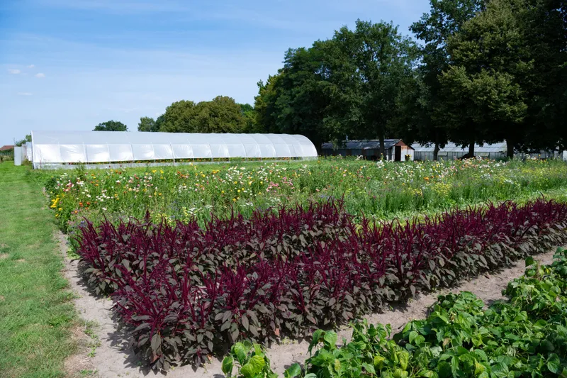 Blumenfelder in voller Blüte und im Hintergrund ein Gewächshaus.