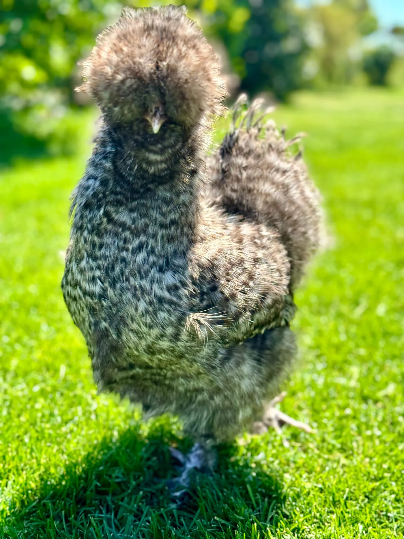 Ein grau-weiß geschecktes Seidenhuhn steht auf einer grünen Wiese.