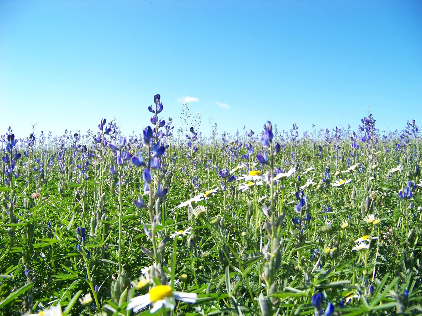 Ein blühendes Lupinenfeld mit violetten Blüten unter blauem Himmel.