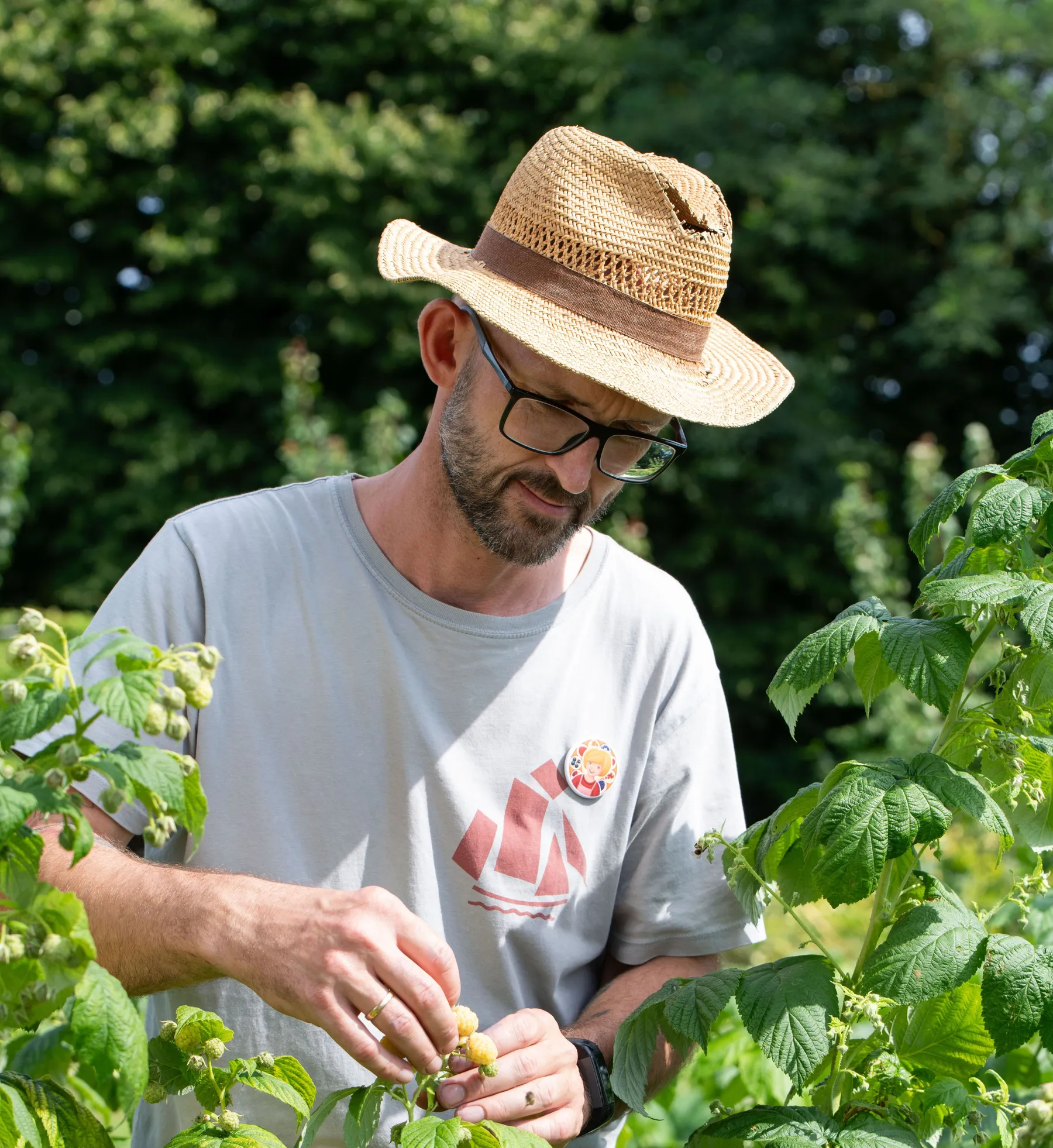 Christian Härting steht inmitten eines Himbeerstrauchs. Er trägt einen Strohhut und pflückt gelbe Himbeeren.